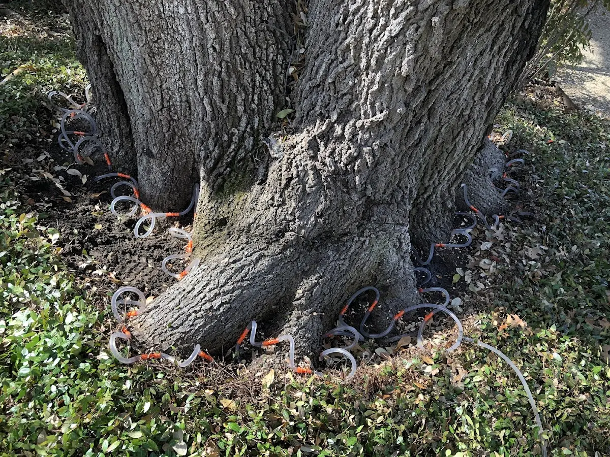 Detailed Tree Cabling and Bracing job site in Spring Dale