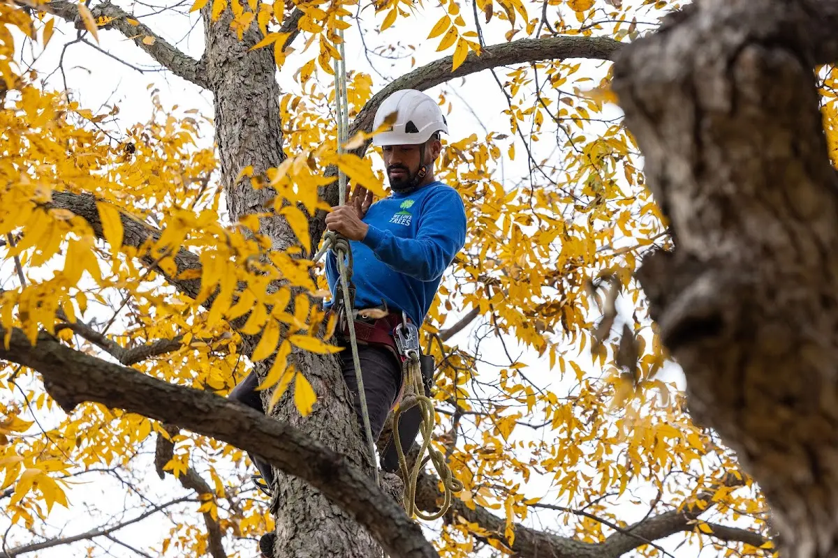 Skilled Tree Transplanting crew working in Spring Dale