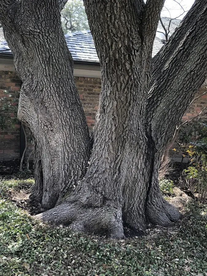 Mature heritage tree close to a Spring Dale property cared for by certified arborists